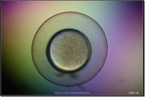 Zebrafish Embryo in pH4 media at 9.5 hpf _03