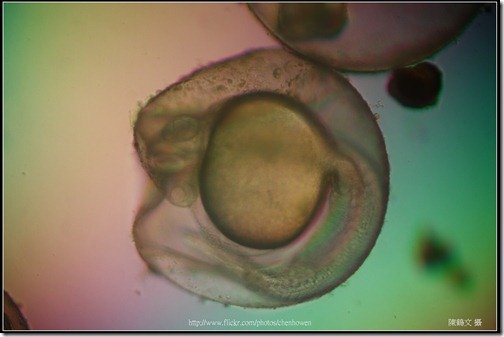 Zebrafish Embryo in pH4 media at 35 hpf _03