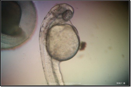 Zebrafish Embryo in pH4 media at 60 hpf _01