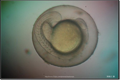 Zebrafish Embryo in pH4 media at 25 hpf _01