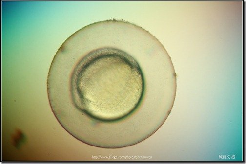 Zebrafish Embryo in pH4 media at 10.5 hpf _02