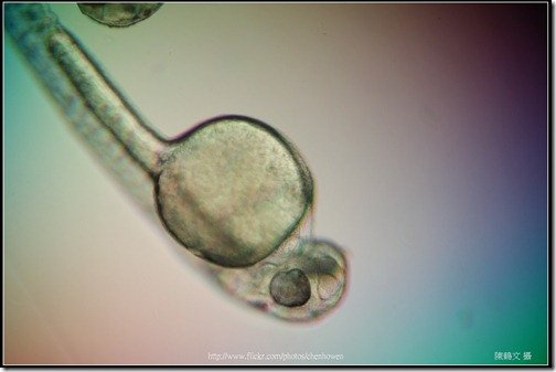 Zebrafish Embryo in pH4 media at 96 hpf _02