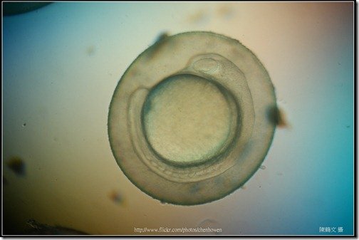 Zebrafish Embryo in pH4 media at 18 hpf _02