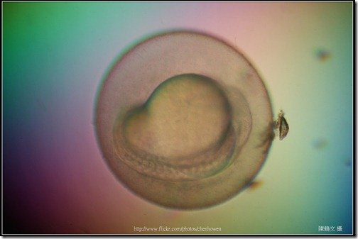 Zebrafish Embryo in pH4 media at 16 hpf _02