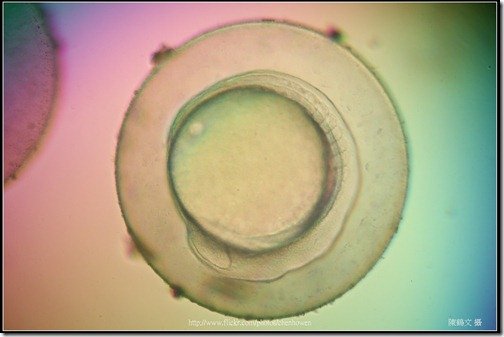 Zebrafish Embryo in pH4 media at 12 hpf _03