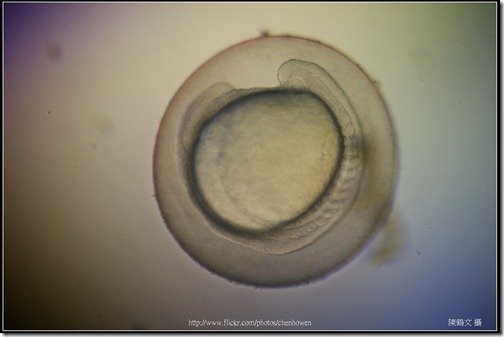 Zebrafish Embryo in pH4 media at 25 hpf _03