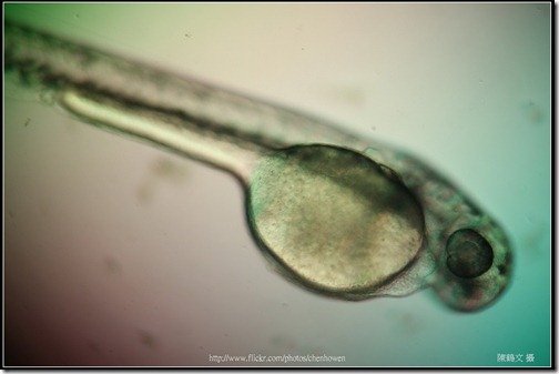 Zebrafish Embryo in pH4 media at 84 hpf _01