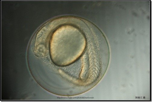 Zebrafish Embryo in pH4 media at 27 hpf_5-5_end