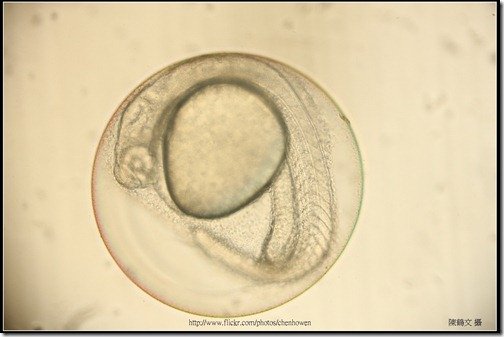 Zebrafish Embryo in pH4 media at 27 hpf_1-5_start