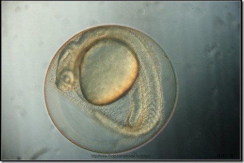 Zebrafish Embryo in pH4 media at 27 hpf_4-5