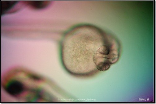 Zebrafish Embryo in pH4 media at 96 hpf _01