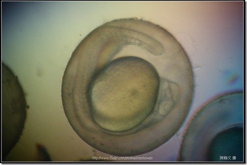 Zebrafish Embryo in pH4 media at 31 hpf _03