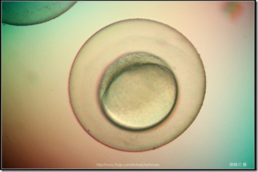 Zebrafish Embryo in pH4 media at 10.5 hpf _01