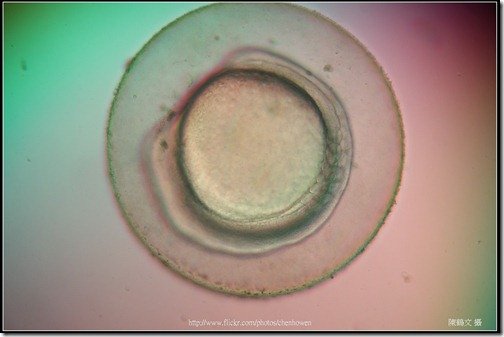 Zebrafish Embryo in pH4 media at 12 hpf _01