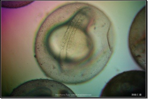 Zebrafish Embryo in pH4 media at 22 hpf _03