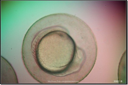 Zebrafish Embryo in pH4 media at 12 hpf _02