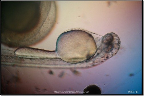 Zebrafish Embryo in pH4 media at 72 hpf _03