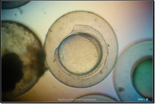 Zebrafish Embryo in pH4 media at 14 hpf _01