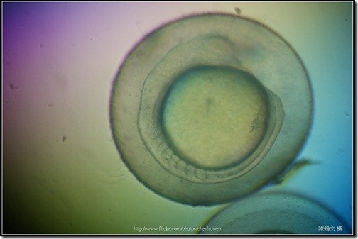 Zebrafish Embryo in pH4 media at 18 hpf _01