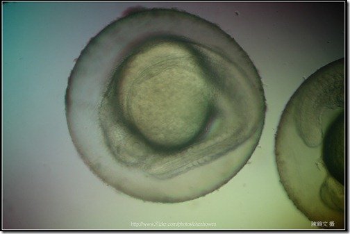 Zebrafish Embryo in pH4 media at 35 hpf _01