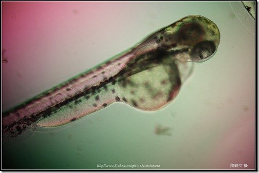 Zebrafish Embryo in pH4 media at 84 hpf _02