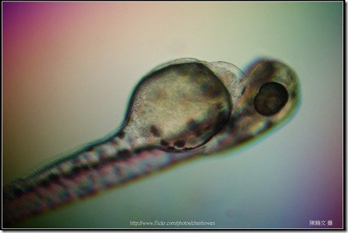 Zebrafish Embryo in pH4 media at 96 hpf _03