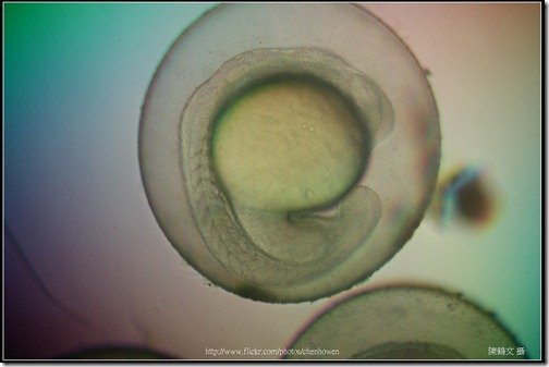 Zebrafish Embryo in pH4 media at 22 hpf _01