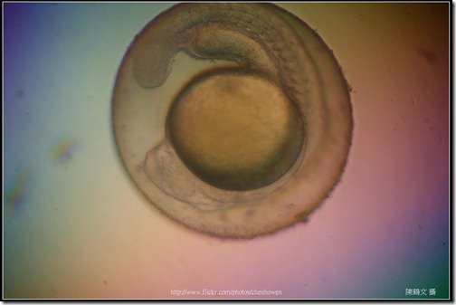 Zebrafish Embryo in pH4 media at 35 hpf _02