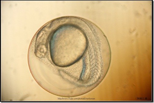 Zebrafish Embryo in pH4 media at 27 hpf_2-5