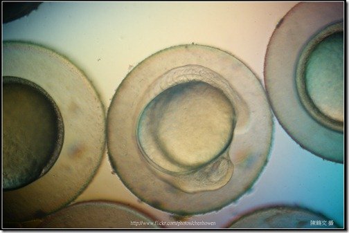 Zebrafish Embryo in pH4 media at 14 hpf _02