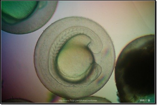 Zebrafish Embryo in pH4 media at 22 hpf _02