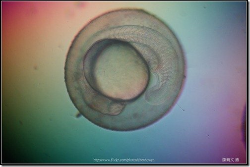 Zebrafish Embryo in pH4 media at 18 hpf _03