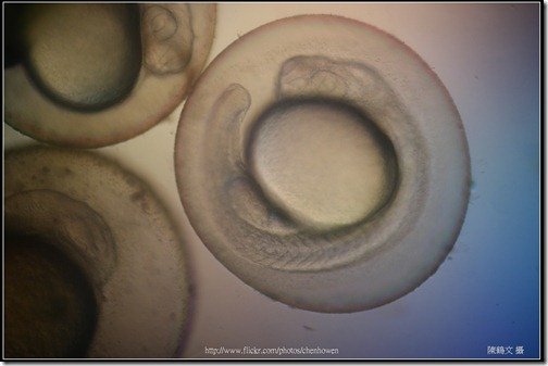 Zebrafish Embryo in pH4 media at 31 hpf _02