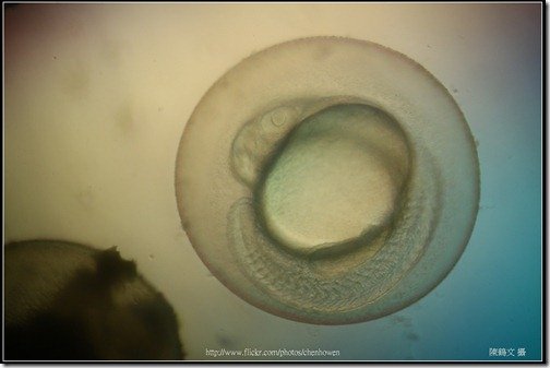 Zebrafish Embryo in pH4 media at 31 hpf _01