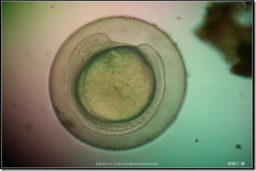 Zebrafish Embryo in pH4 media at 16 hpf _03