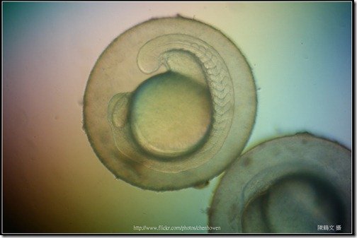 Zebrafish Embryo in pH4 media at 16 hpf _01