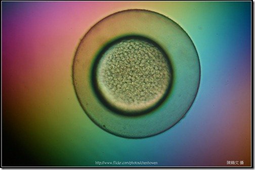 Zebrafish Embryo in pH4 media at 9.5 hpf _01