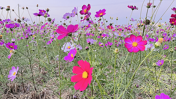 花現東興二林花海