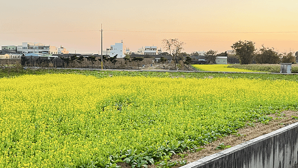 花現東興二林花海