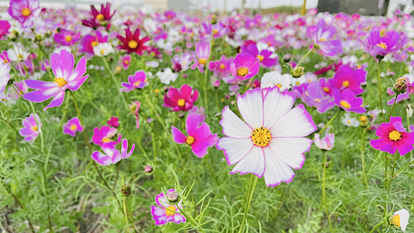 花現東興二林花海