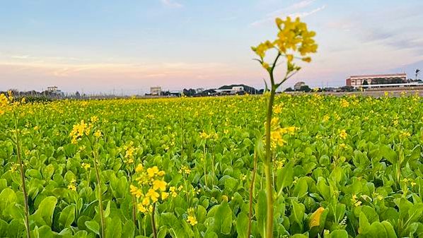 花現東興二林花海