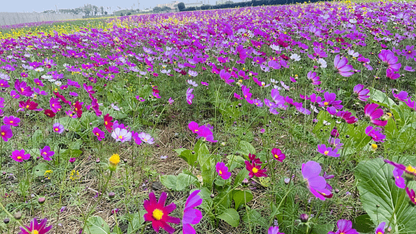 花現東興二林花海