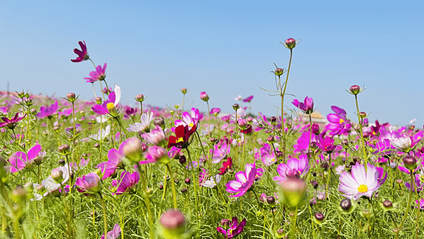 花現東興二林花海