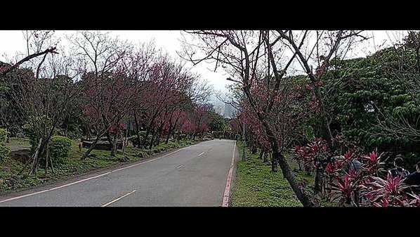 【走。遊台北】賞花趣-北投區櫻花隧道