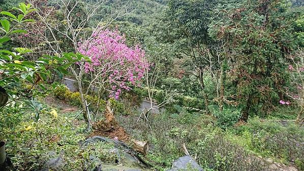 日月潭Bliss幸褔天使花園