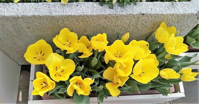 濱松花卉主題公園 (17)