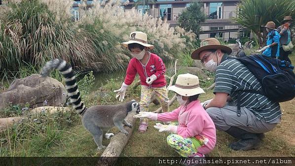 【陪烏龜散步】20151121 六福莊 環尾狐猴互動體驗