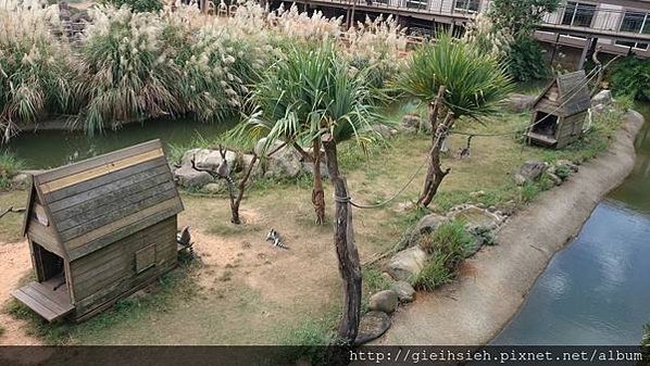 【陪烏龜散步】20151121 六福莊 環尾狐猴互動體驗