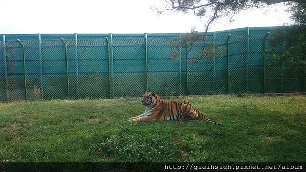 【陪烏龜散步】20151120 六福莊 草原歷險