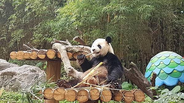 初訪廣州長隆野生動物園~來給動物看囉!